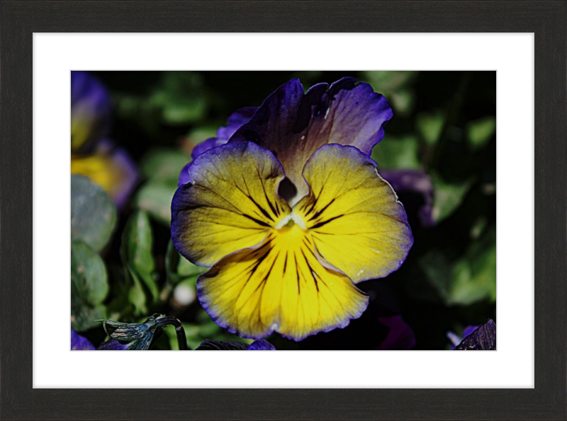 Purple & Yellow Pansy