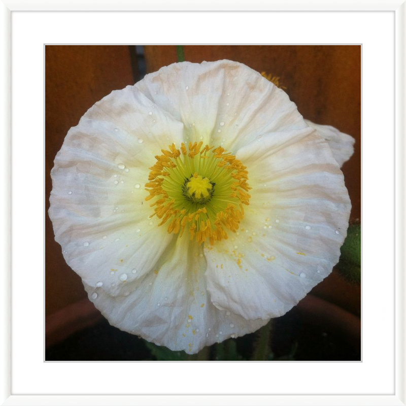 Poppy after the Rain