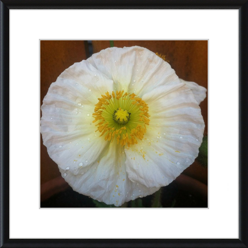 Poppy after the Rain
