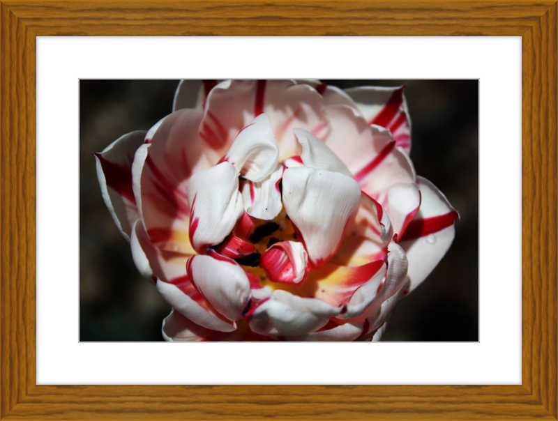 Peppermint Tulip