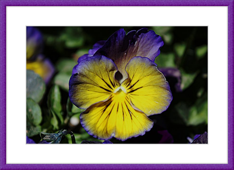 Purple & Yellow Pansy