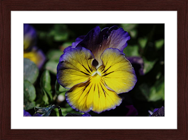 Purple & Yellow Pansy