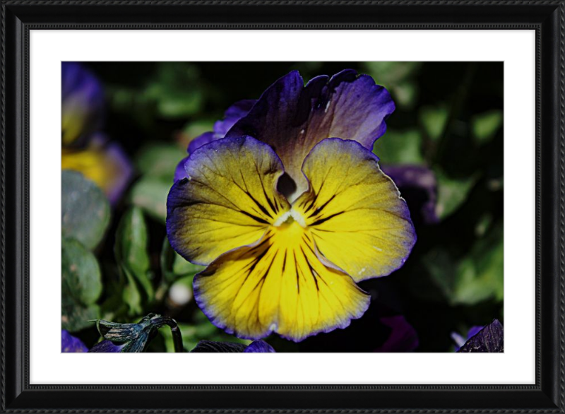 Purple & Yellow Pansy