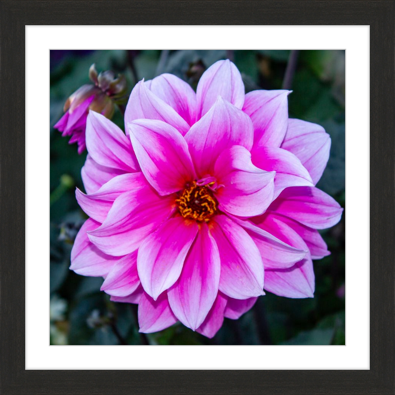 Pink Dahlia