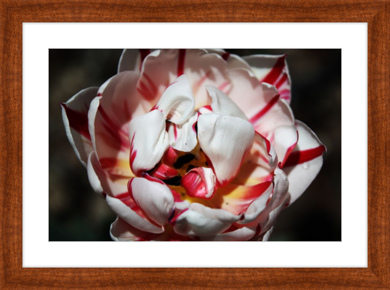 Peppermint Tulip
