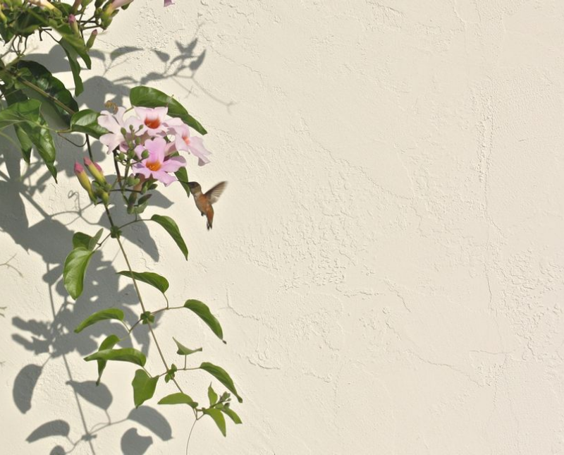 Hummingbird Feeding