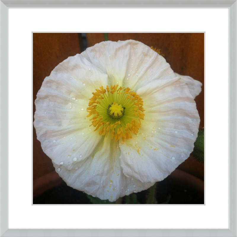 Poppy after the Rain