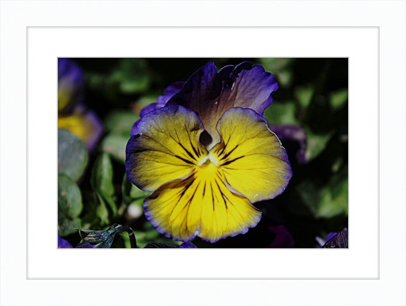 Purple & Yellow Pansy