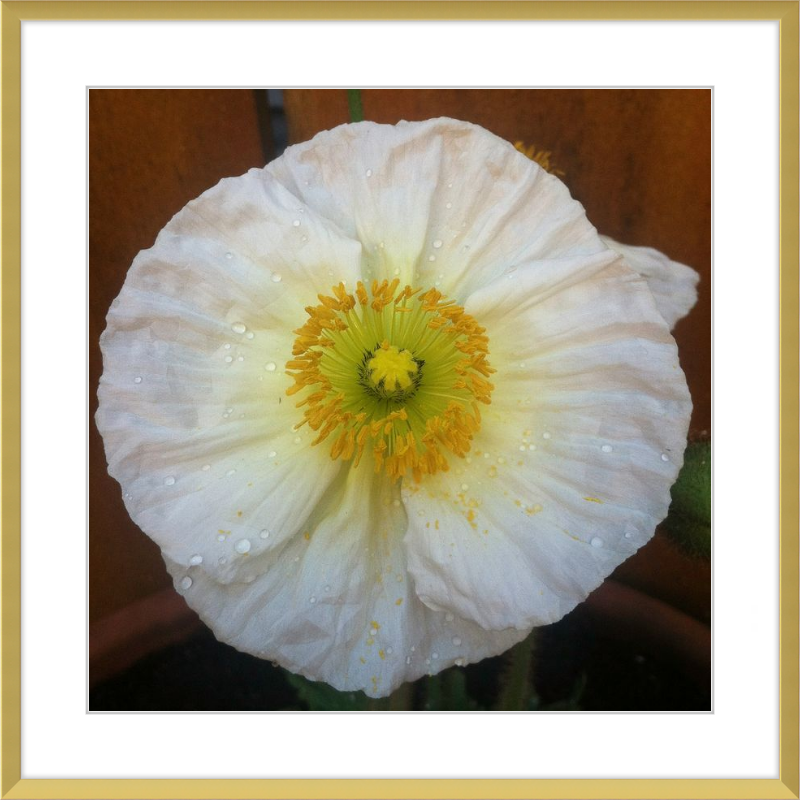 Poppy after the Rain