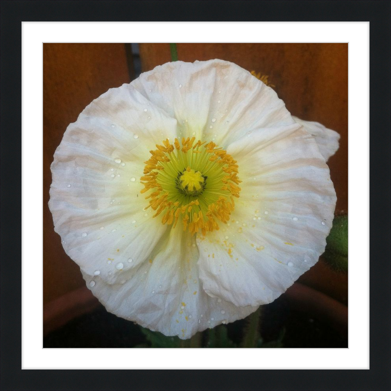 Poppy after the Rain