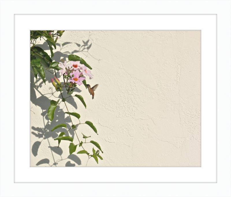 Hummingbird Feeding
