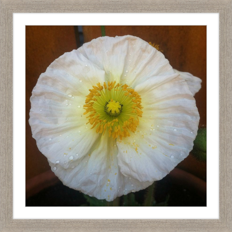 Poppy after the Rain