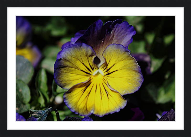 Purple & Yellow Pansy