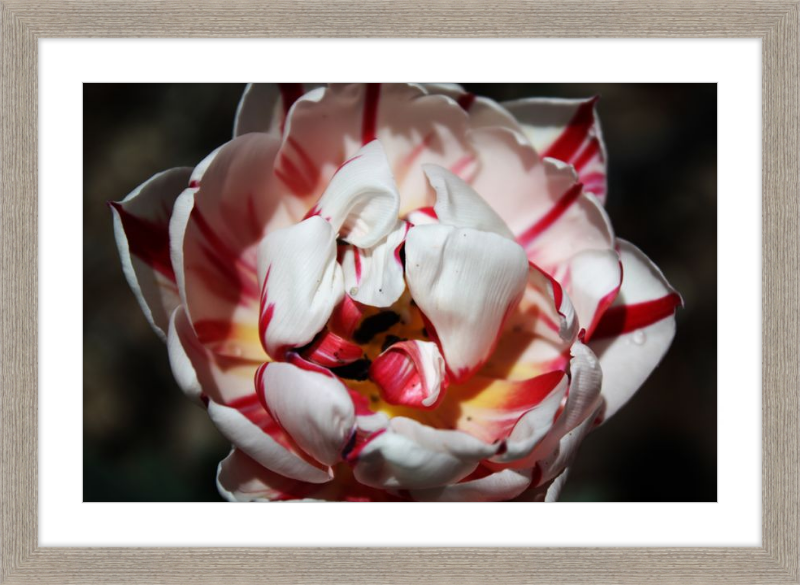 Peppermint Tulip
