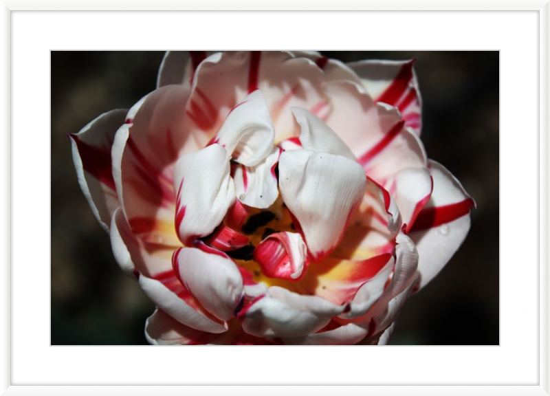 Peppermint Tulip