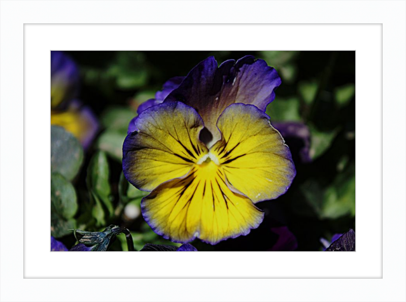 Purple & Yellow Pansy