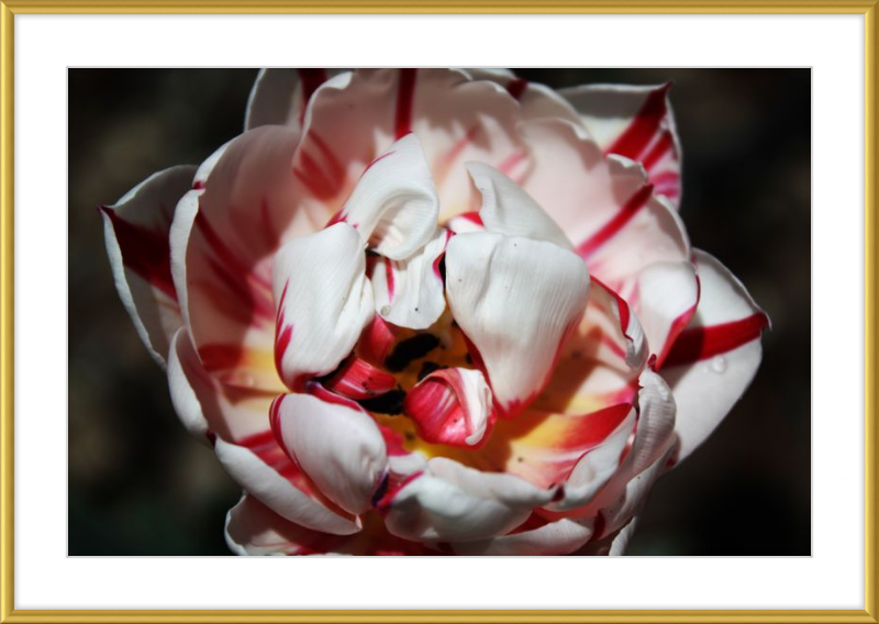Peppermint Tulip