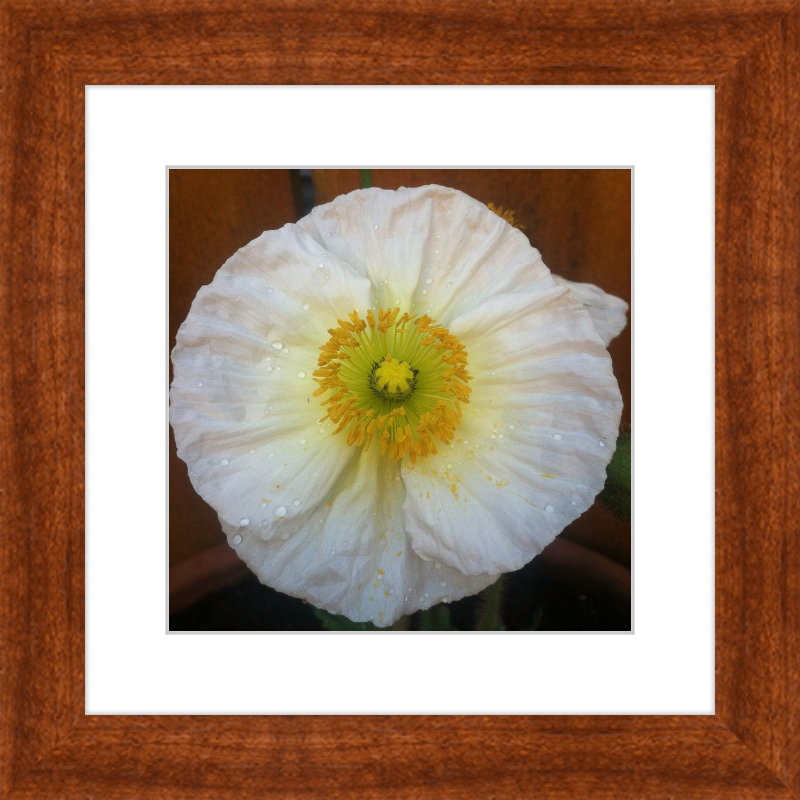 Poppy after the Rain