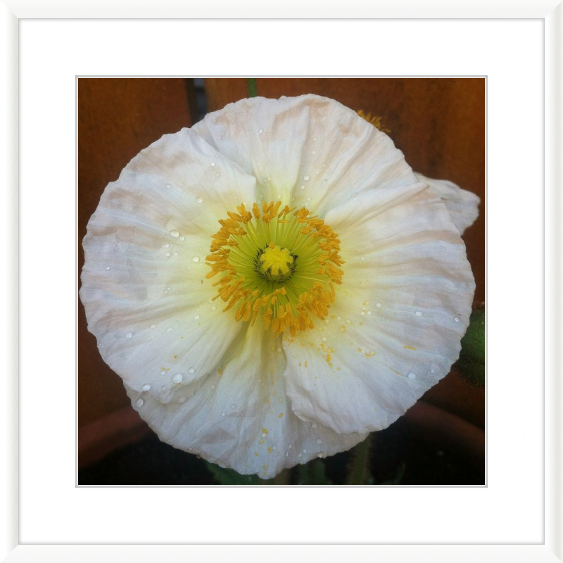 Poppy after the Rain