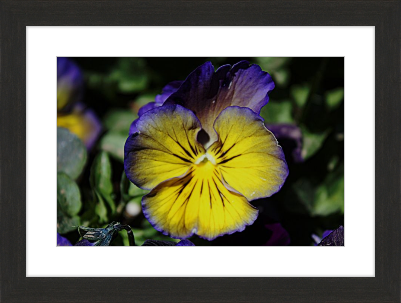 Purple & Yellow Pansy