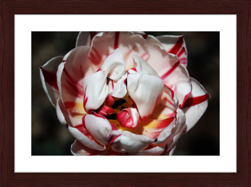 Peppermint Tulip