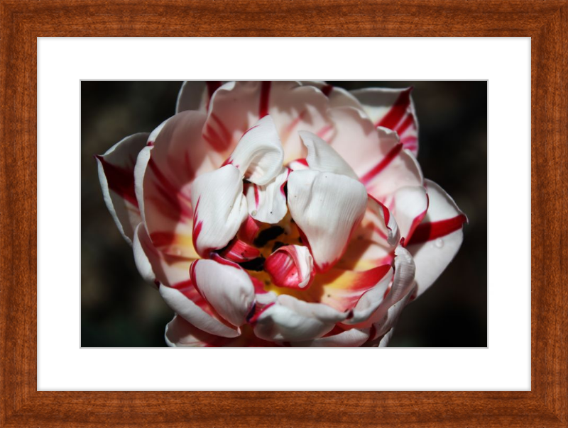Peppermint Tulip