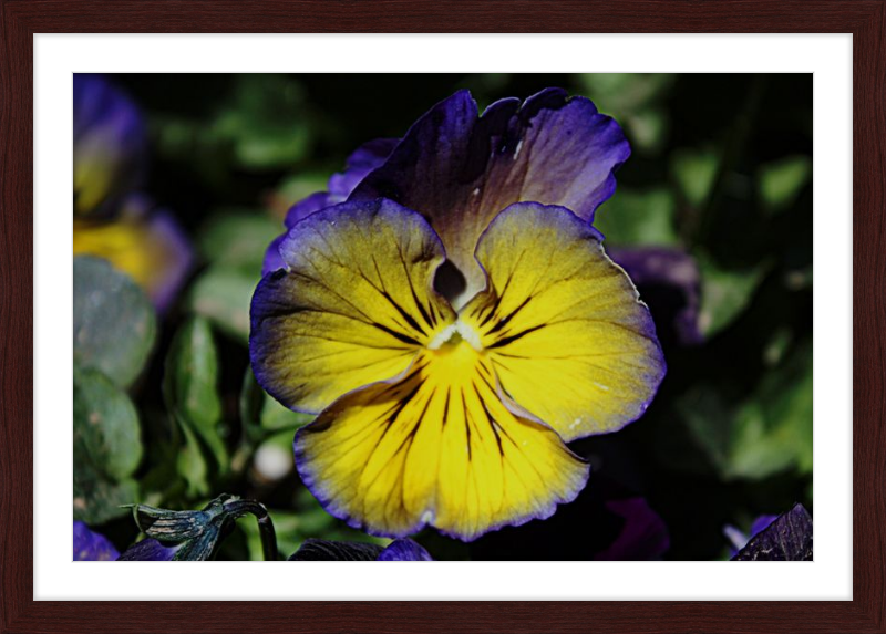 Purple & Yellow Pansy