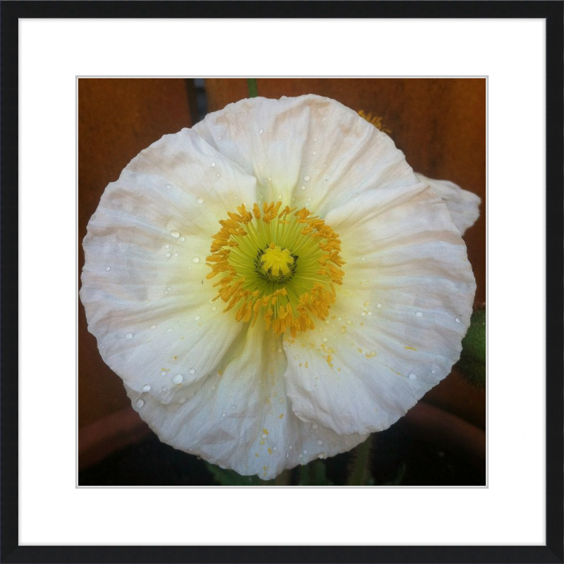 Poppy after the Rain