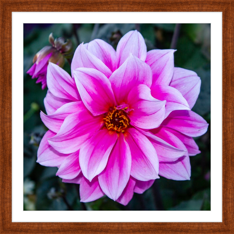 Pink Dahlia