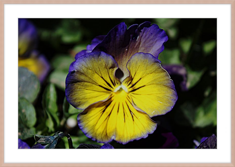 Purple & Yellow Pansy