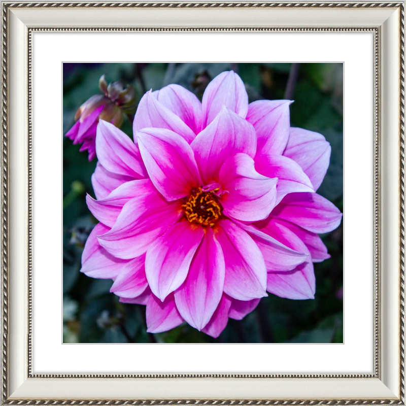 Pink Dahlia