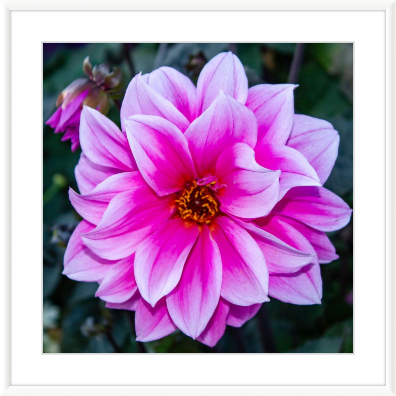Pink Dahlia