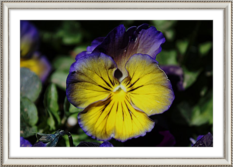 Purple & Yellow Pansy