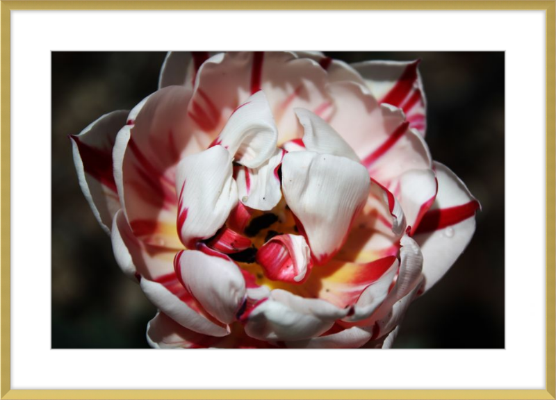 Peppermint Tulip