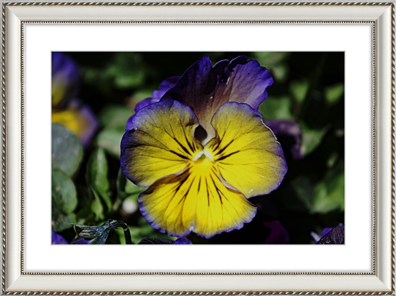 Purple & Yellow Pansy