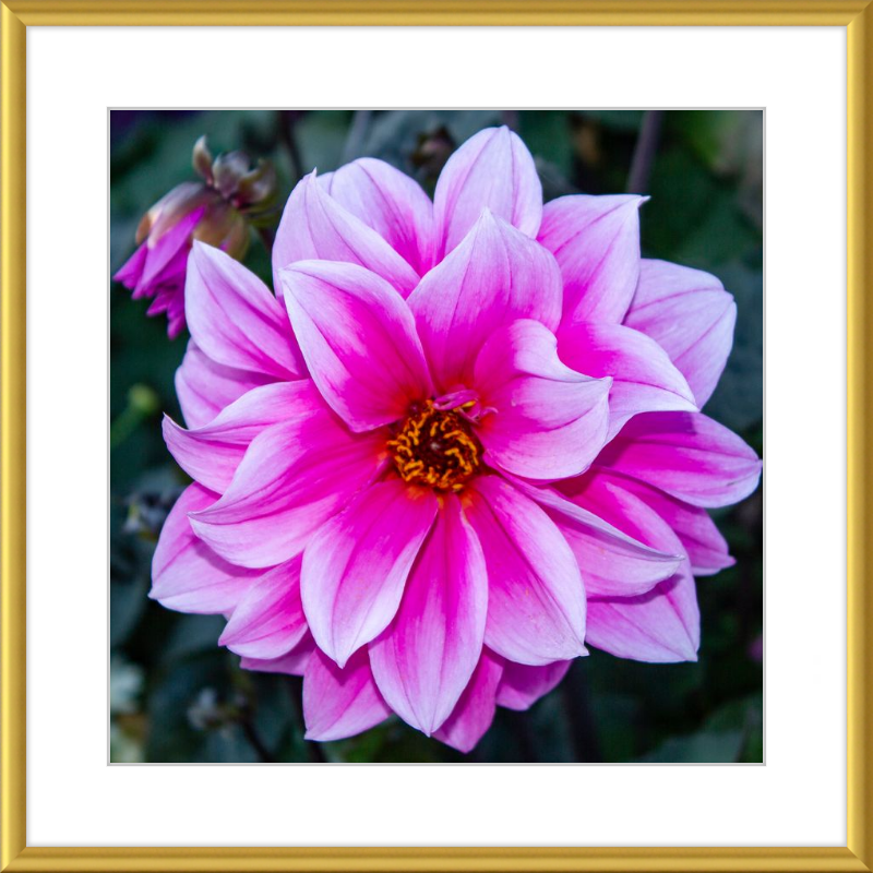 Pink Dahlia