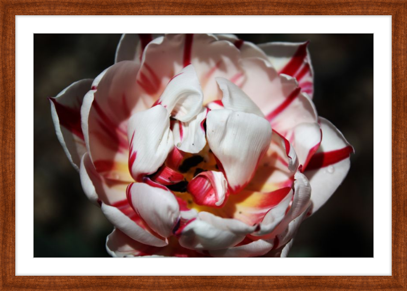 Peppermint Tulip