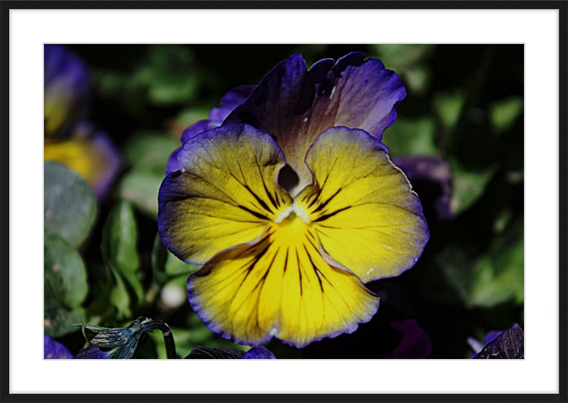 Purple & Yellow Pansy