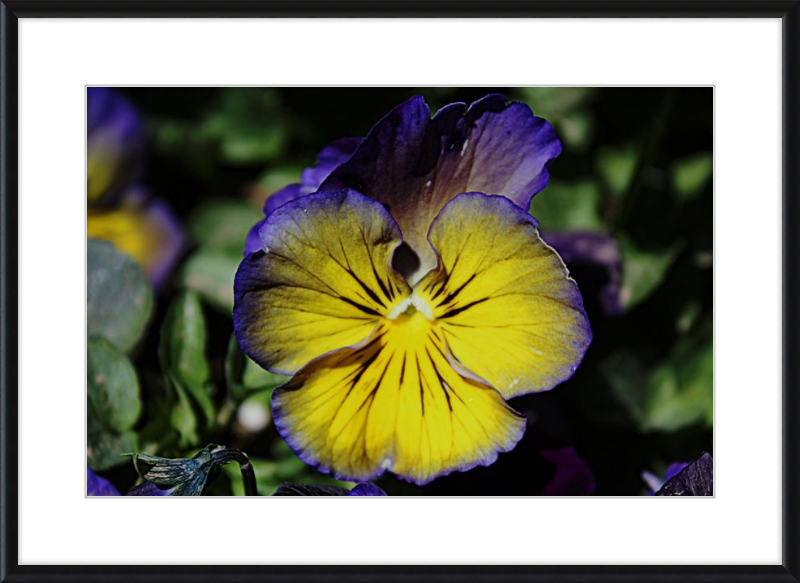 Purple & Yellow Pansy