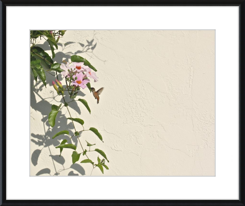Hummingbird Feeding