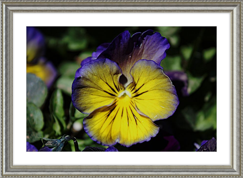 Purple & Yellow Pansy
