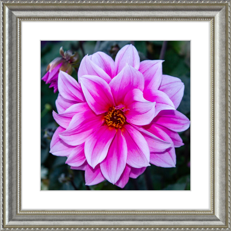 Pink Dahlia