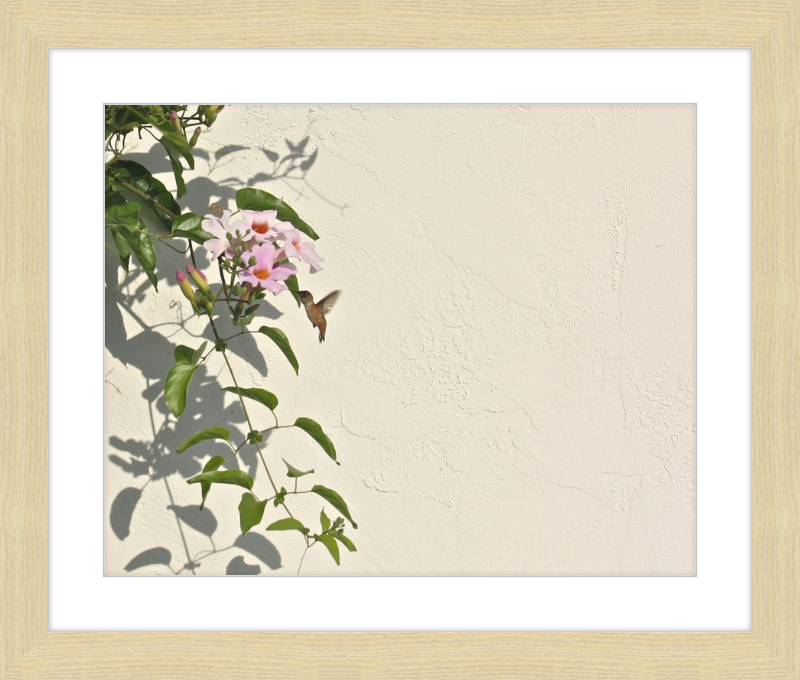 Hummingbird Feeding