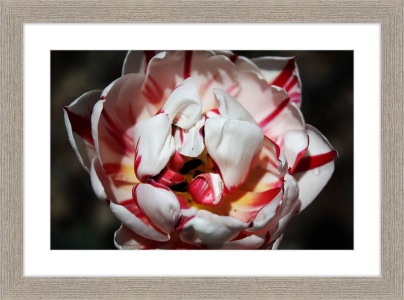 Peppermint Tulip