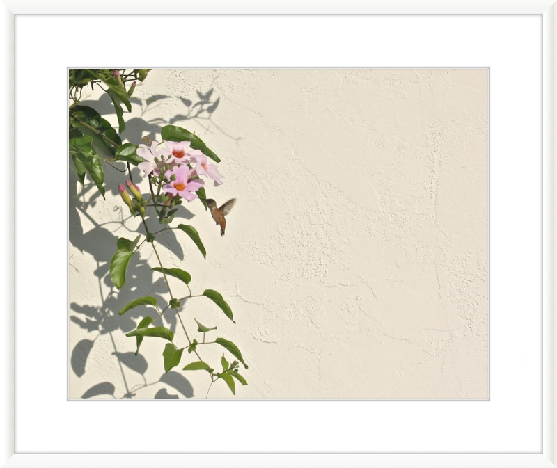 Hummingbird Feeding