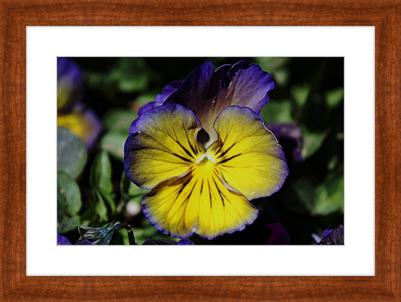 Purple & Yellow Pansy