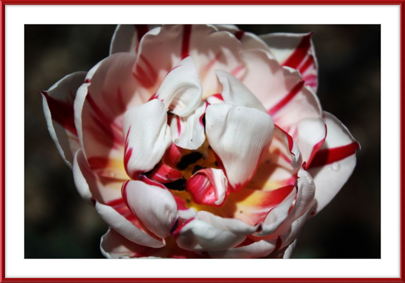 Peppermint Tulip