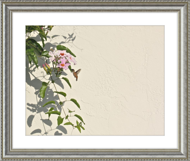 Hummingbird Feeding