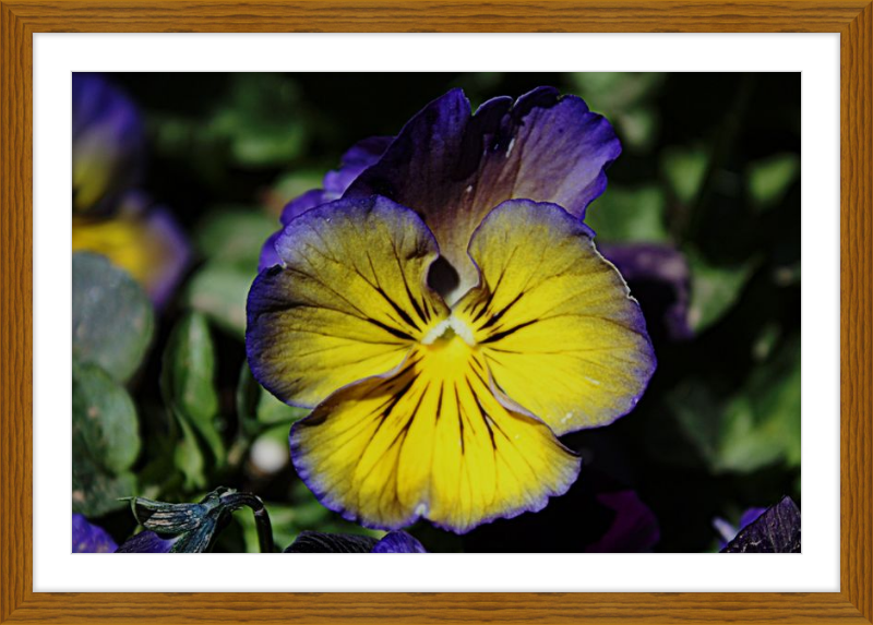 Purple & Yellow Pansy