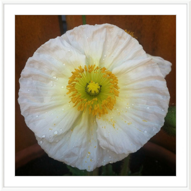 Poppy after the Rain